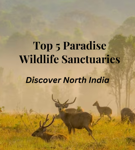 North India's Top 5 Wildlife Sanctuaries
