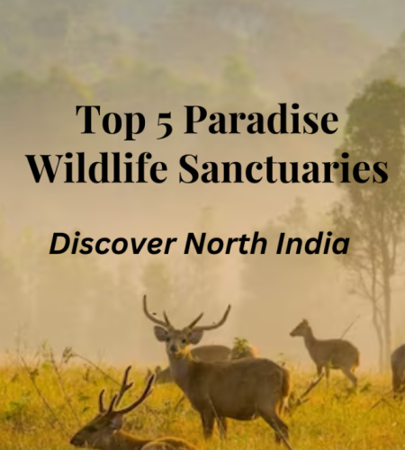 North India’ Top 5 Wildlife Sanctuary