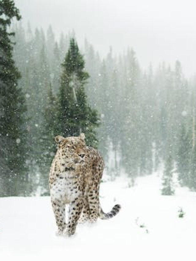 How many Snow Leopards are in India