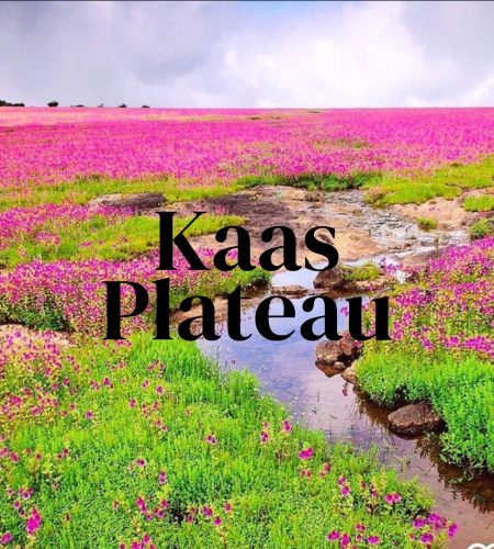 Kaas Plateau – Maharashtra’s Hidden Plateau of Flowers